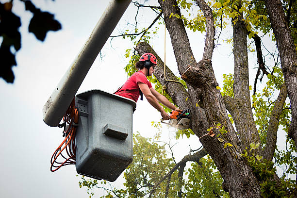  Rancho Mirage, CA Tree Removal and Landscaping Services Pros